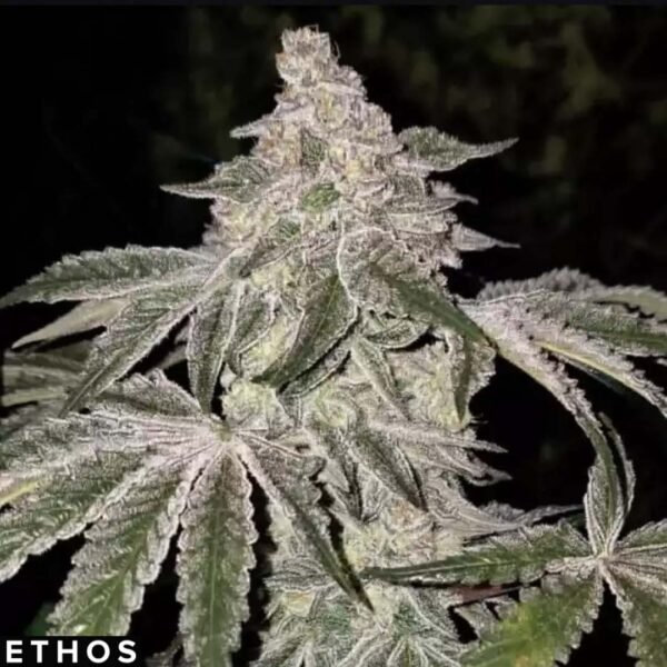 Atomic Leisure R1 - Ethos Genetics Cannabis Samen kaufen