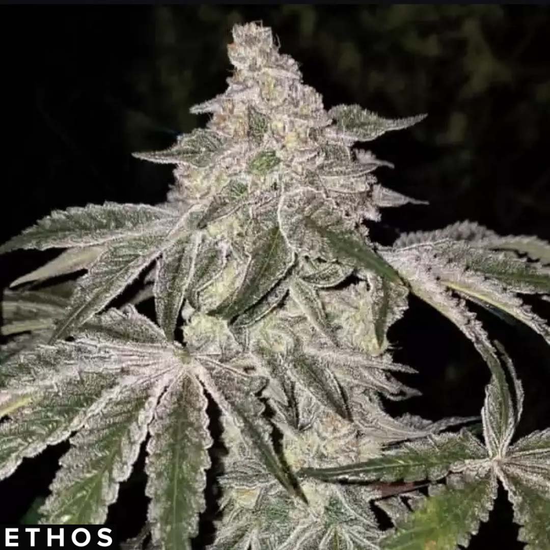 Atomic Leisure R1 - Ethos Genetics Cannabis Samen kaufen