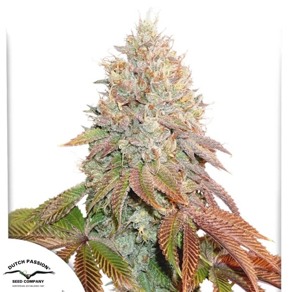 Auto Banana Blaze - Dutch Passion Cannabis Samen kaufen