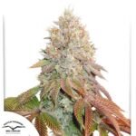 Auto Banana Blaze - Dutch Passion Cannabis Samen kaufen