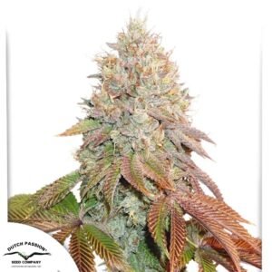 Auto Banana Blaze - Dutch Passion Cannabis Samen kaufen