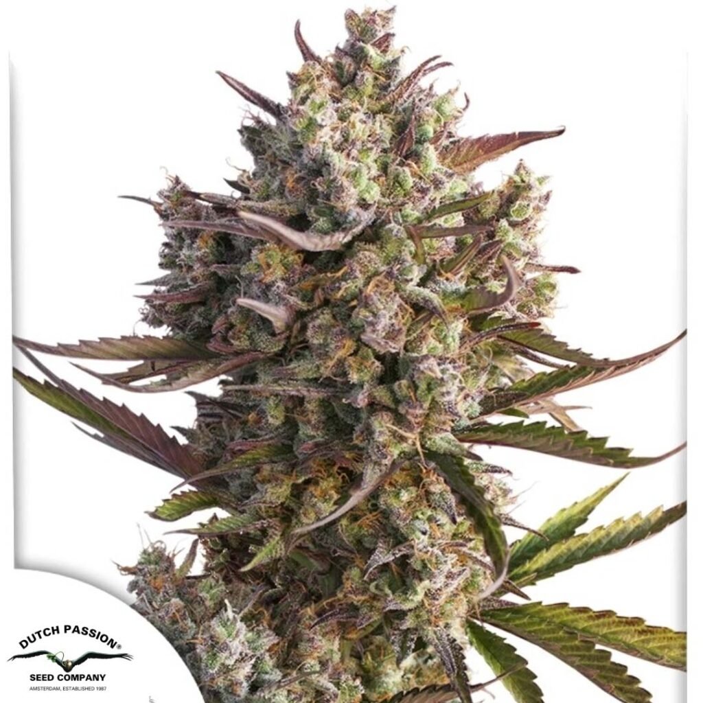 Auto Blueberry - Dutch Passion Cannabis Samen kaufen