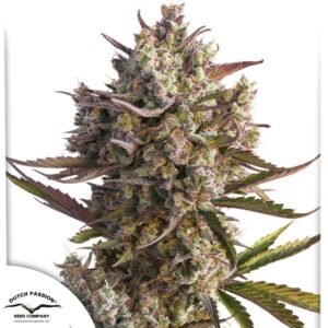 Auto Blueberry - Dutch Passion Cannabis Samen kaufen