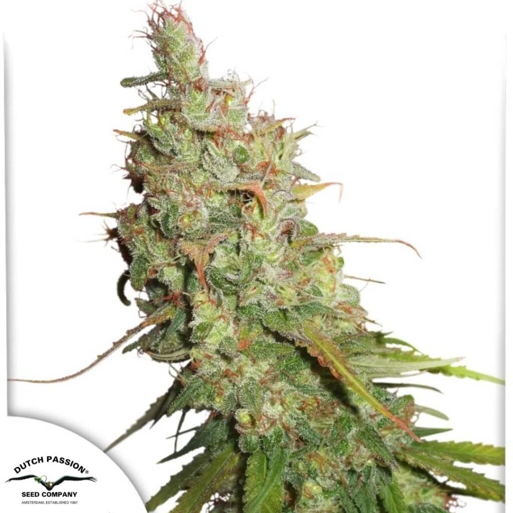 Auto Desfrán - Dutch Passion Cannabis Samen kaufen