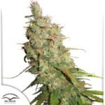 Auto Desfrán - Dutch Passion Cannabis Samen kaufen