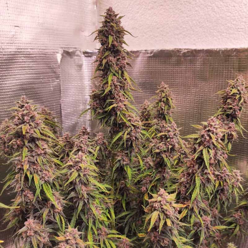 Auto Desfrán - Dutch Passion Cannabis Samen kaufen - Produktbild 2 red Phänotyp