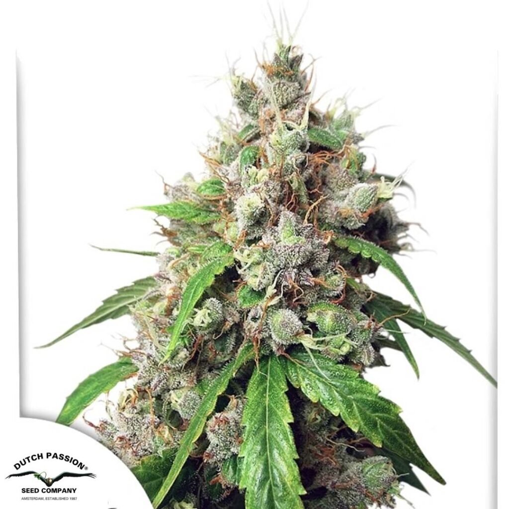 Auto Euforia - Dutch Passion Cannabis Samen kaufen