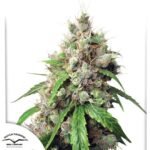 Auto Euforia - Dutch Passion Cannabis Samen kaufen
