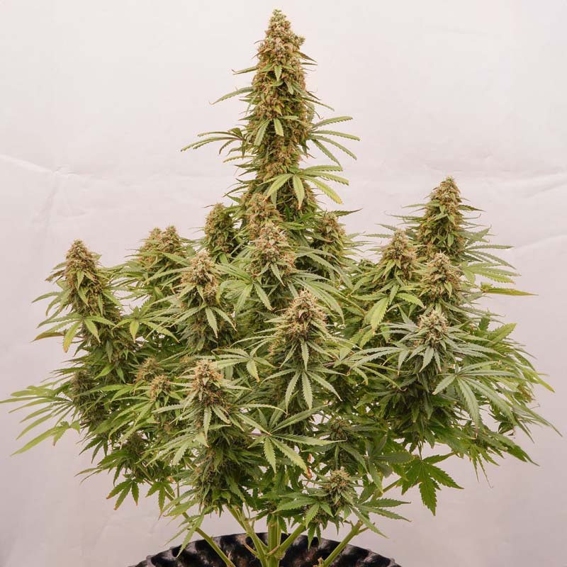 Auto Euforia - Dutch Passion Cannabis Samen kaufen - Produktbild 2 Seitenansicht Gesamtpflanze Wuchsbild