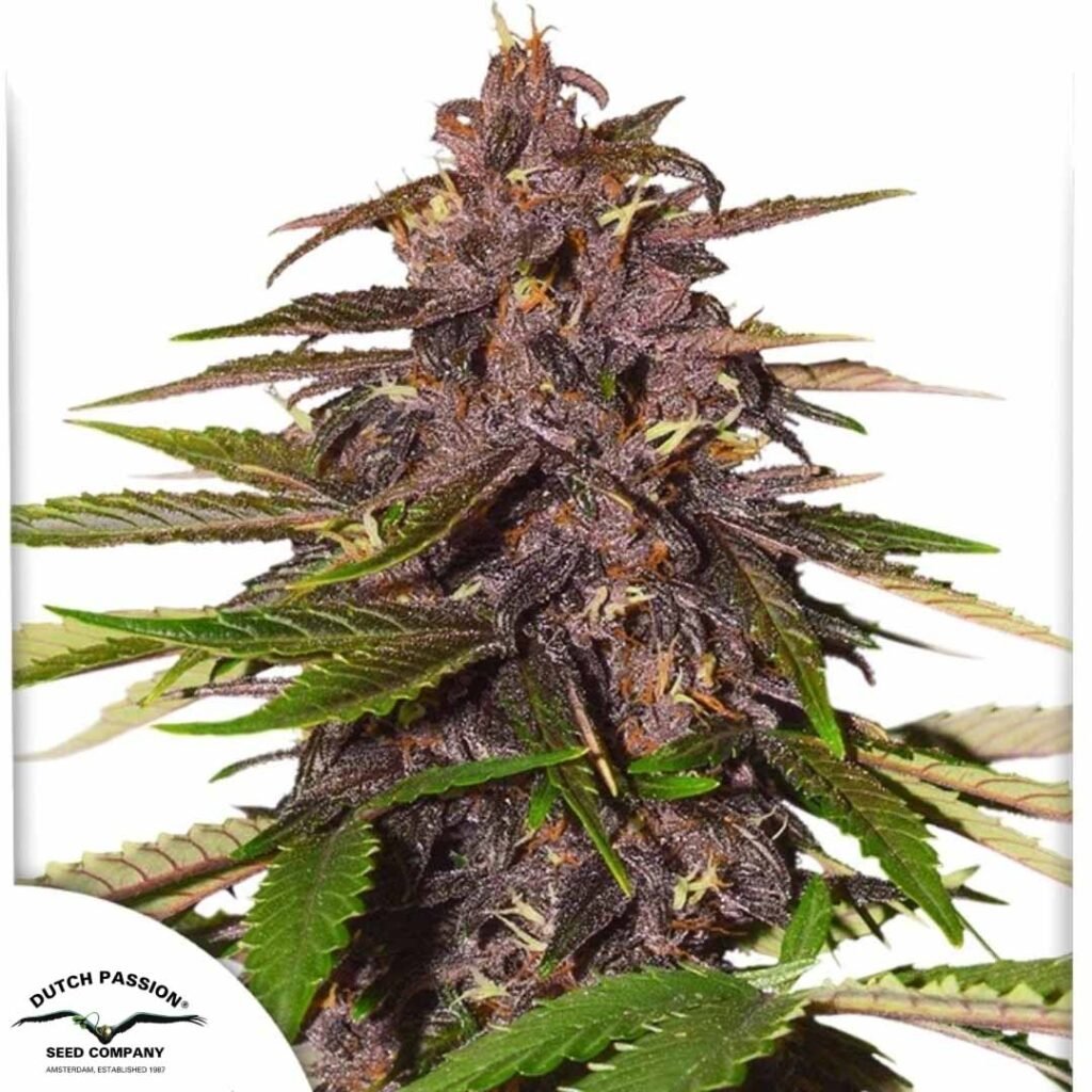 Auto Forbidden Cherry - Dutch Passion Cannabis Samen kaufen