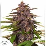 Auto Forbidden Cherry - Dutch Passion Cannabis Samen kaufen