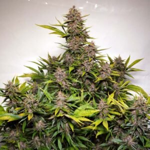 Auto Forbidden Cherry – Bild 2