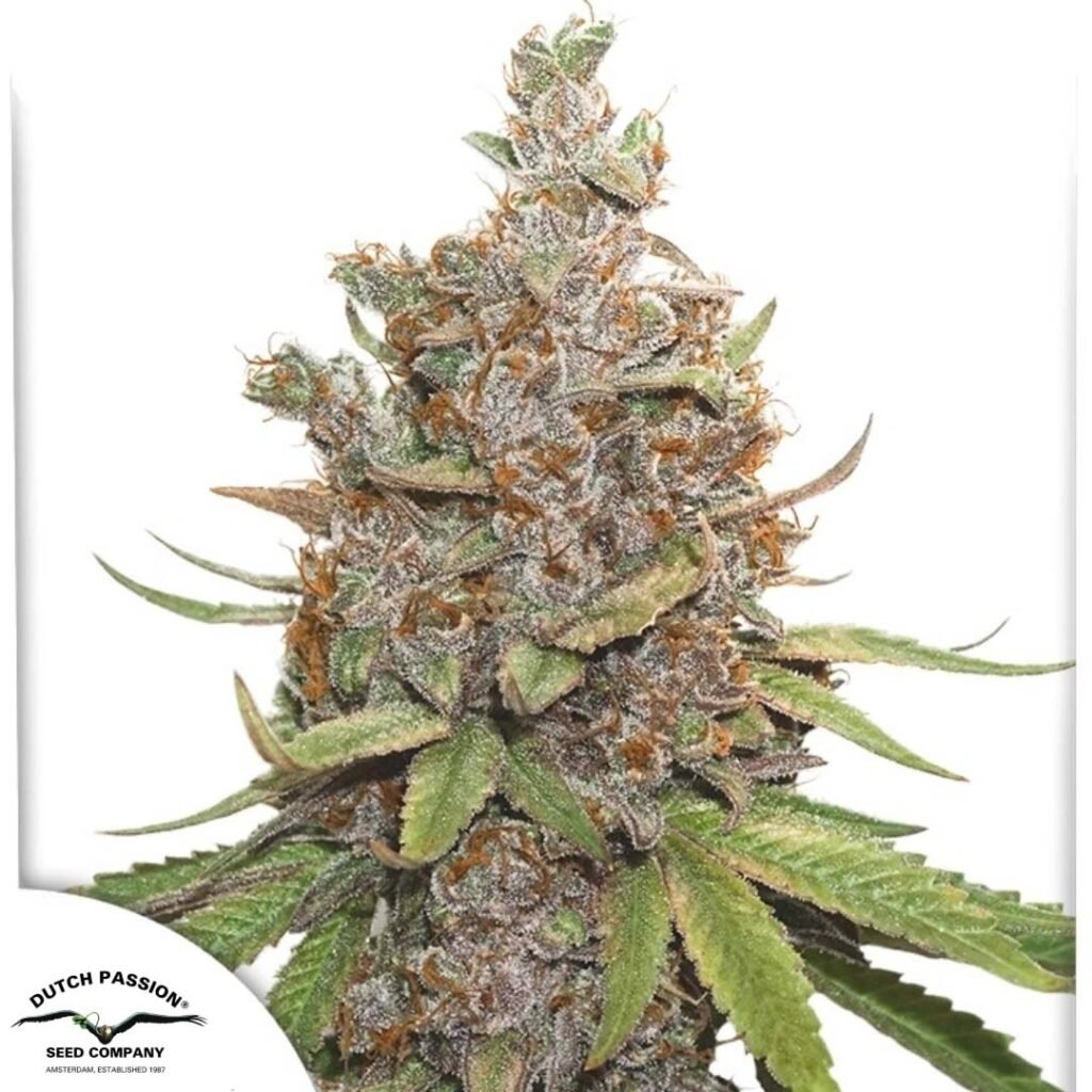 Auto Glueberry O.G. - Dutch Passion Cannabis Samen kaufen