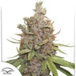 Auto Glueberry O.G. - Dutch Passion Cannabis Samen kaufen