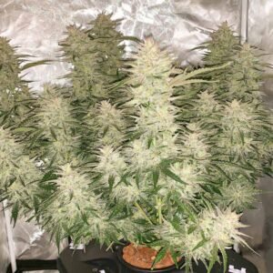 Auto Glueberry O.G. – Bild 2