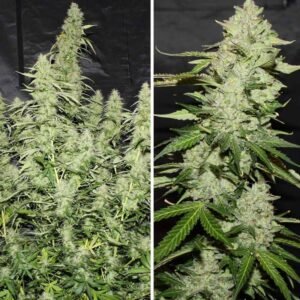 Auto Glueberry O.G. - Dutch Passion Cannabis Samen kaufen - Seitenansicht Gesamtpflanze und Budshot Produktbild 3