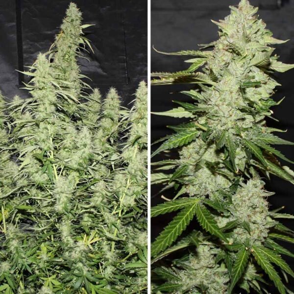 Auto Glueberry O.G. - Dutch Passion Cannabis Samen kaufen - Seitenansicht Gesamtpflanze und Budshot Produktbild 3