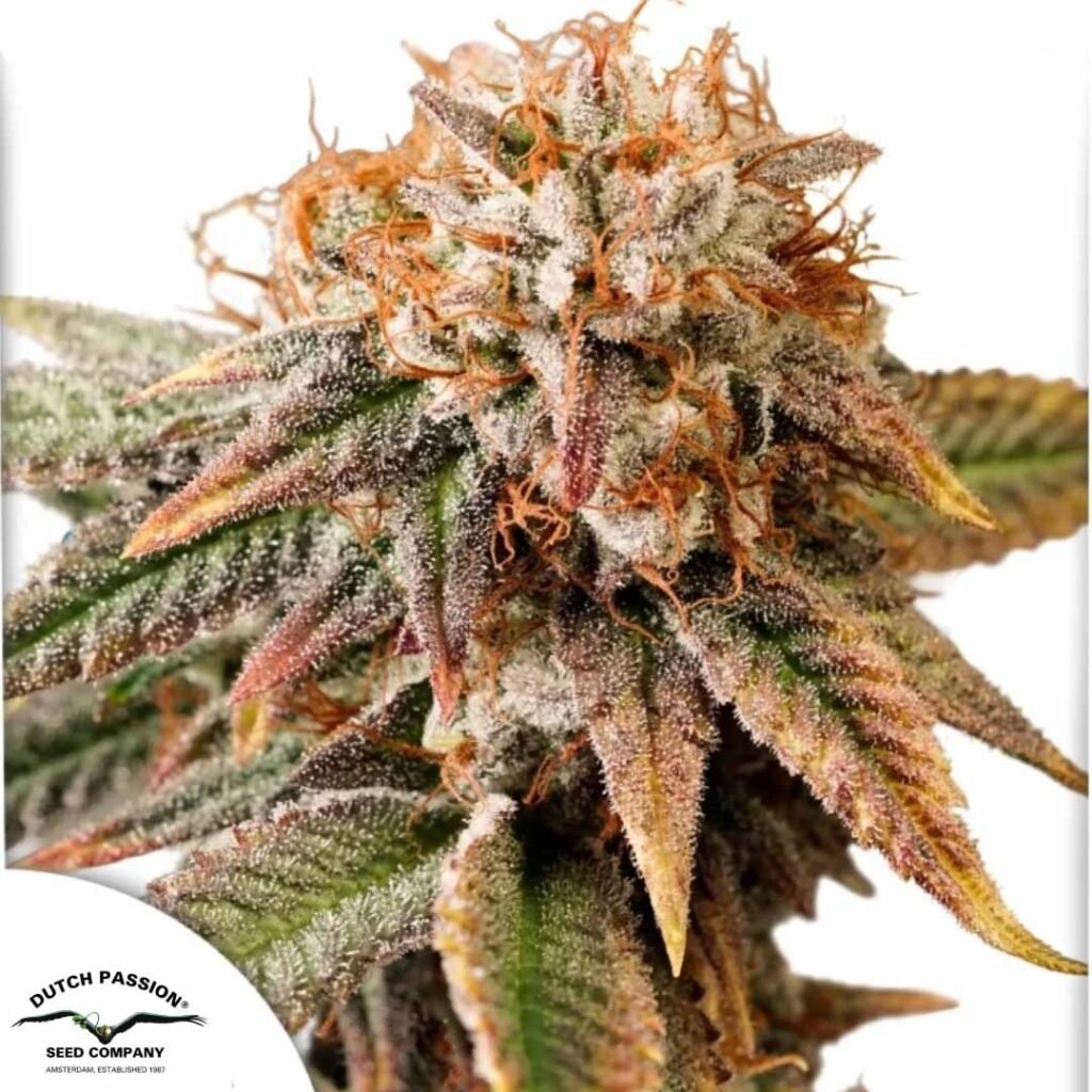 Auto Kingston Punch - Dutch Passion Cannabis Samen kaufen