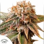 Auto Kingston Punch - Dutch Passion Cannabis Samen kaufen