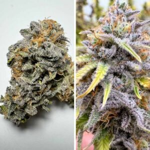 Auto Kingston Punch - Dutch Passion Cannabis Samen kaufen - Budshot Harzbesatz Produktbild 2