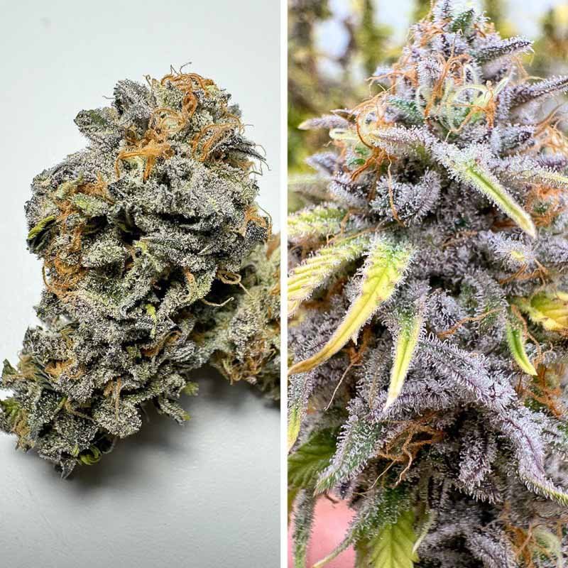 Auto Kingston Punch - Dutch Passion Cannabis Samen kaufen - Budshot Harzbesatz Produktbild 2