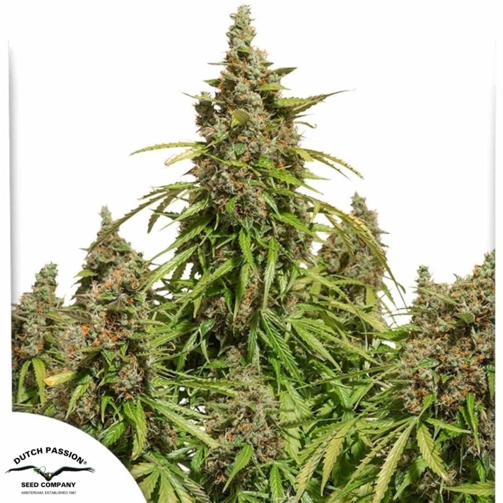 Auto Mazar - Dutch Passion Cannabis Samen kaufen