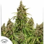 Auto Mazar - Dutch Passion Cannabis Samen kaufen