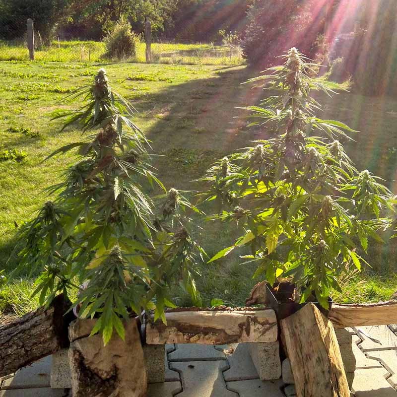 Auto Mazar - Dutch Passion Cannabis Samen kaufen - Seitenansicht Outdoor Pflanzen Produktbild 2
