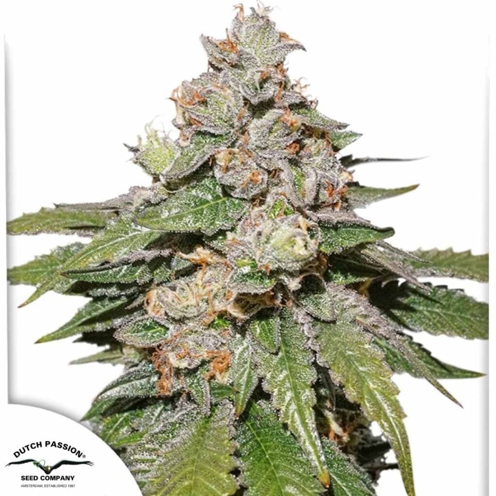 Auto Mokums Tulip - Dutch Passion Cannabis Samen kaufen