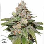 Auto Mokums Tulip - Dutch Passion Cannabis Samen kaufen