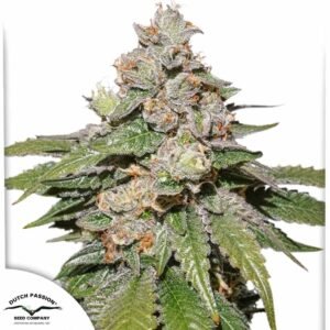 Auto Mokums Tulip - Dutch Passion Cannabis Samen kaufen