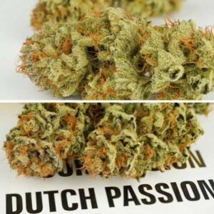 Auto Mokums Tulip - Dutch Passion Cannabis Samen kaufen - Blüten getrocknet Nahaufnahme Produktbild 3