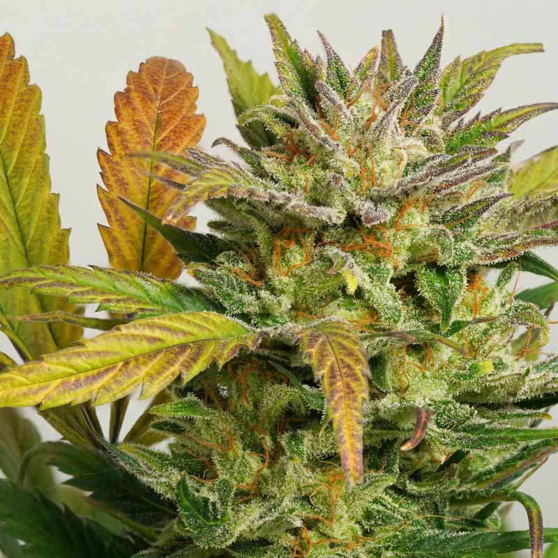 Auto Mokums Tulip - Dutch Passion Cannabis Samen kaufen - Budshot Blüten Nahaufnahme Produktbild 2