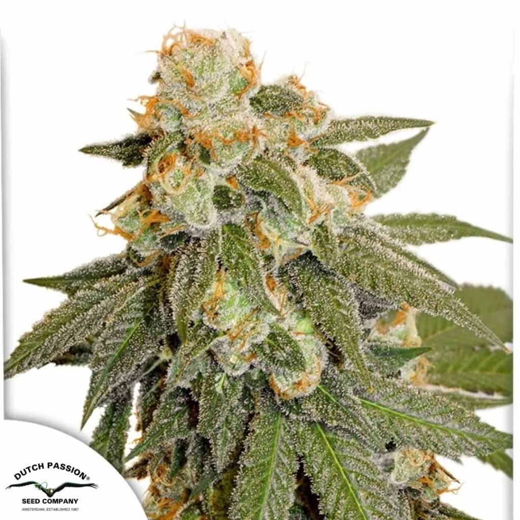 Auto Orange Bud - Dutch Passion Cannabis Samen kaufen