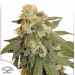Auto Orange Bud - Dutch Passion Cannabis Samen kaufen