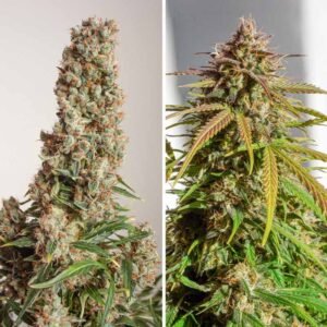 Auto Orange Bud - Dutch Passion Cannabis Samen kaufen - Budshot Seitenansicht Produktbild 2