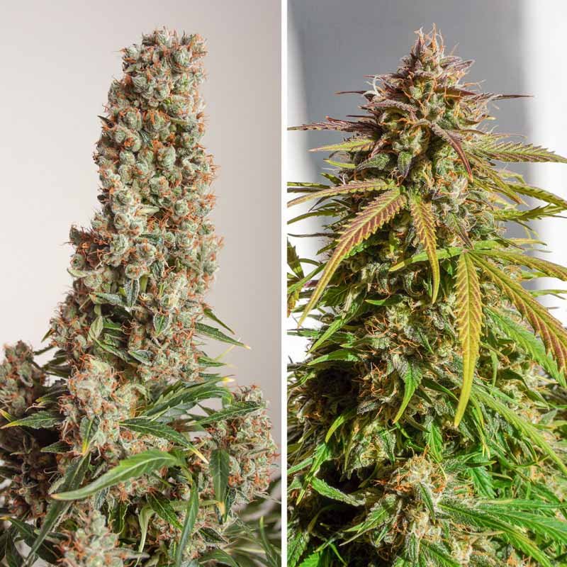Auto Orange Bud - Dutch Passion Cannabis Samen kaufen - Budshot Seitenansicht Produktbild 2