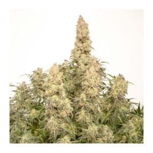 Auto Orange Bud - Dutch Passion Cannabis Samen kaufen - Seitenansicht Gesamtpflanze Produktbild 3