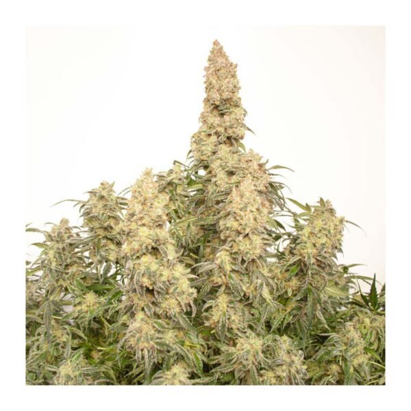 Auto Orange Bud - Dutch Passion Cannabis Samen kaufen - Seitenansicht Gesamtpflanze Produktbild 3