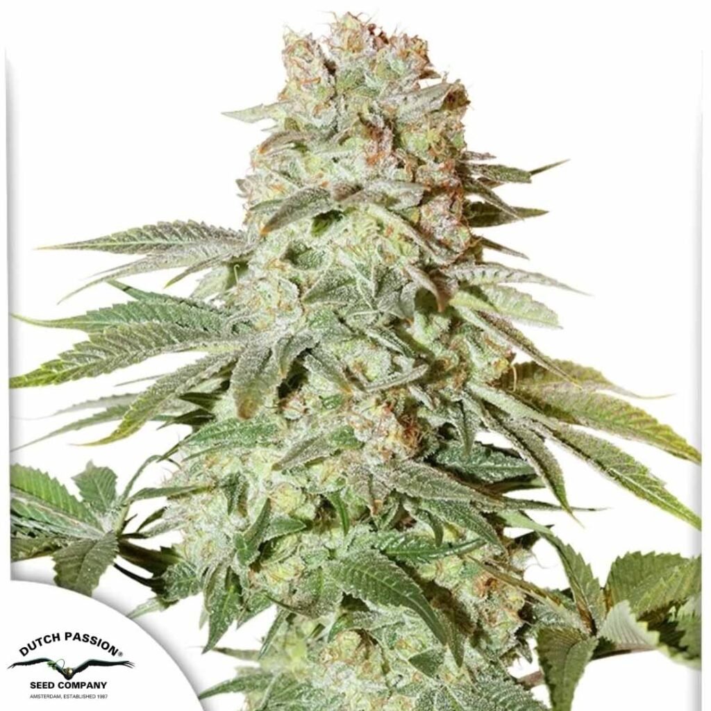 Auto Power Plant - Dutch Passion Cannabis Samen kaufen