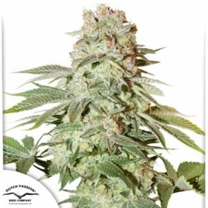 Auto Power Plant - Dutch Passion Cannabis Samen kaufen