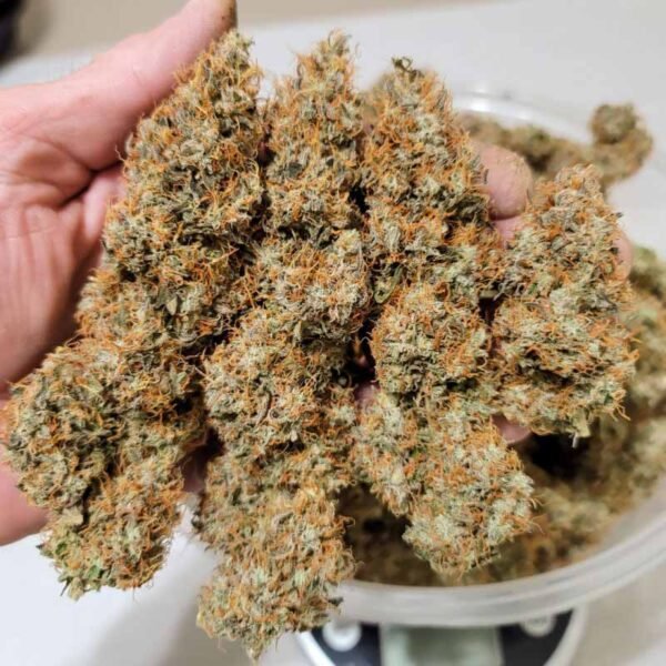 Auto Power Plant - Dutch Passion Cannabis Samen kaufen - getrocknete Blüten Nahaufnahme - Produktbild 3