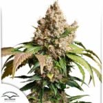 Auto Red Tropicana Cookies - Dutch Passion Cannabis Samen kaufen