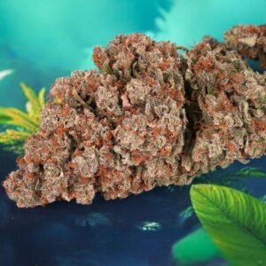 Auto Red Tropicana Cookies - Dutch Passion Cannabis Samen kaufen - Blüten getrocknet Produktbild 3