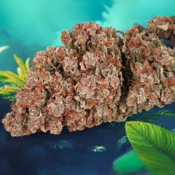 Auto Red Tropicana Cookies - Dutch Passion Cannabis Samen kaufen - Blüten getrocknet Produktbild 3