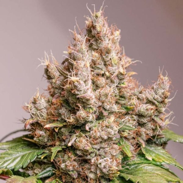 Auto Red Tropicana Cookies - Dutch Passion Cannabis Samen kaufen - Budshot Nahaufnahme Produktbild 2