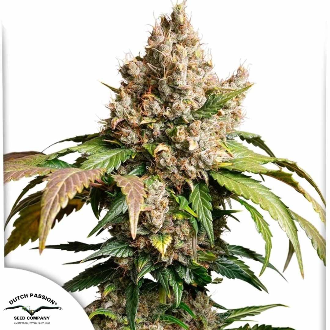 Auto Red Tropicana Cookies - Dutch Passion Cannabis Samen kaufen