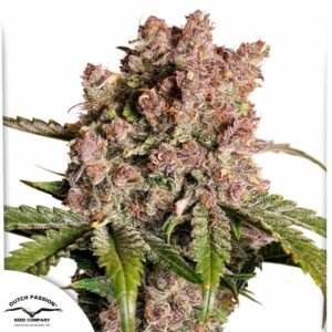 Auto Strawberry Soda - Dutch Passion Cannabis Samen kaufen