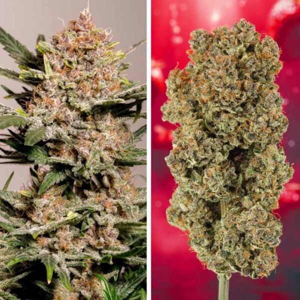 Auto Strawberry Soda - Dutch Passion Cannabis Samen kaufen - Budshots Nahaufnahme - Produktbild 2