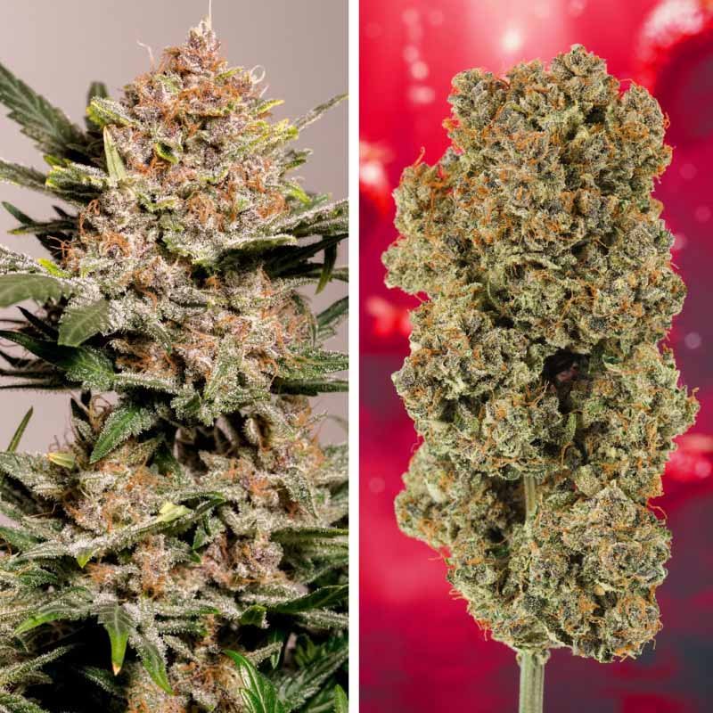 Auto Strawberry Soda - Dutch Passion Cannabis Samen kaufen - Budshots Nahaufnahme - Produktbild 2